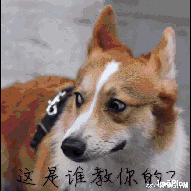 做一只《女王的柯基》|女王的柯基|柯基|柯基犬_新浪新闻