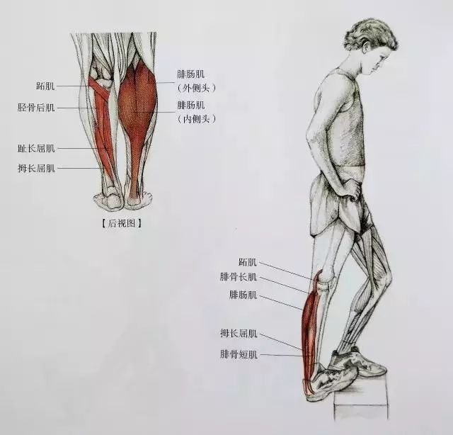 小腿|跟腱|粗腿_新浪新聞