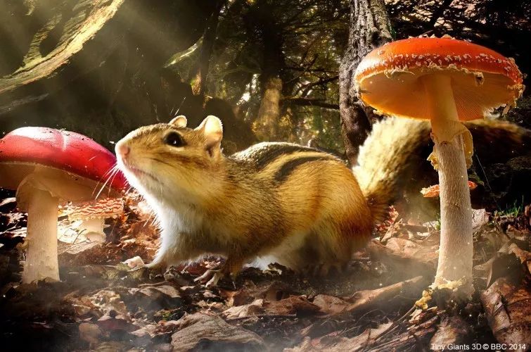 小巨人tiny giants制片:英国bbc片长:44分钟语言:英语,中文字幕这是花