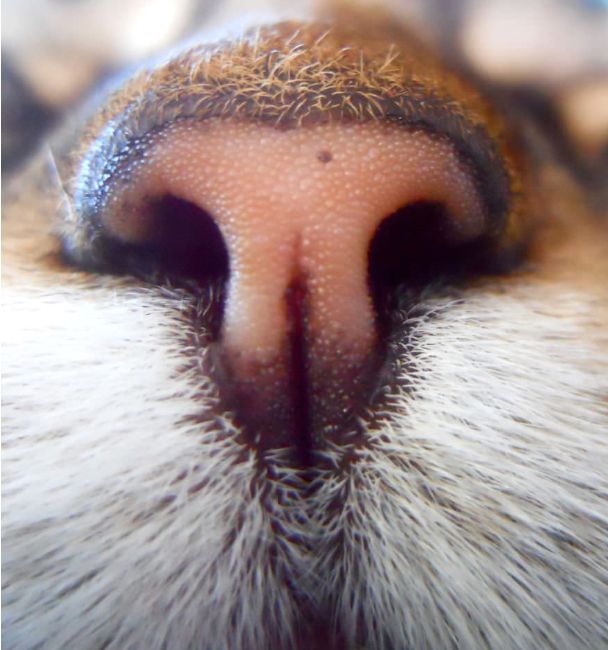 喵星人可爱的小鼻子,要不要了解一下