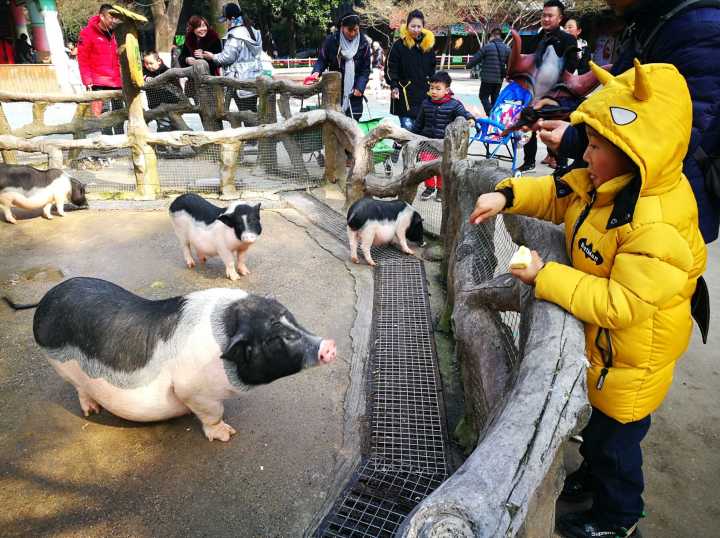 动物园肥猪图片