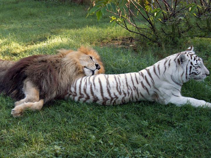 加济安泰普,加济安泰普动物园里小狮子cesur与小猴子can一起玩耍,画面