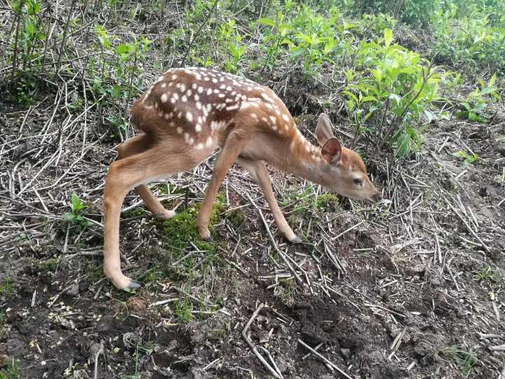 清凉峰新添了梅花鹿宝宝