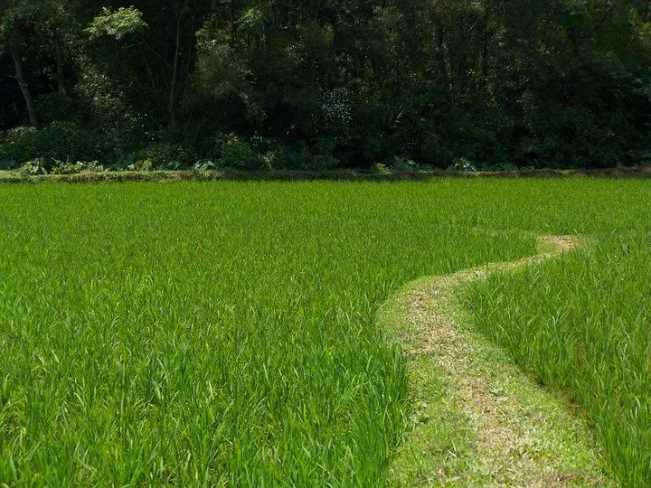 宁当城里讨饭狗,不回农村当地主