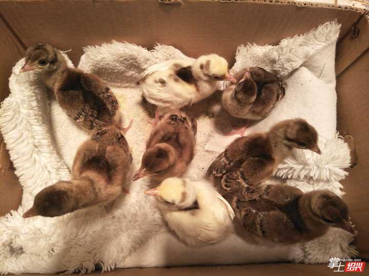 孔雀蛋孵化26天过程图图片