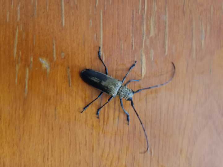 其实,杭州全城都在抓天牛