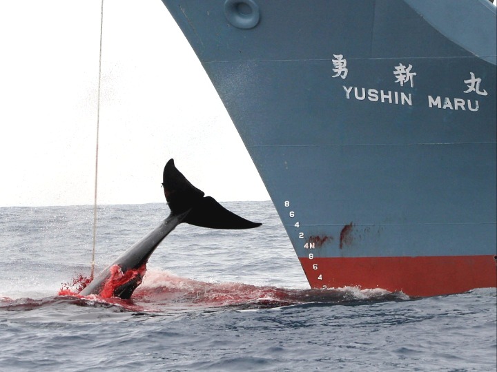 (新华/法新)新华社北京9月16日电(记者惠晓霜)国际捕鲸委员会14日否决