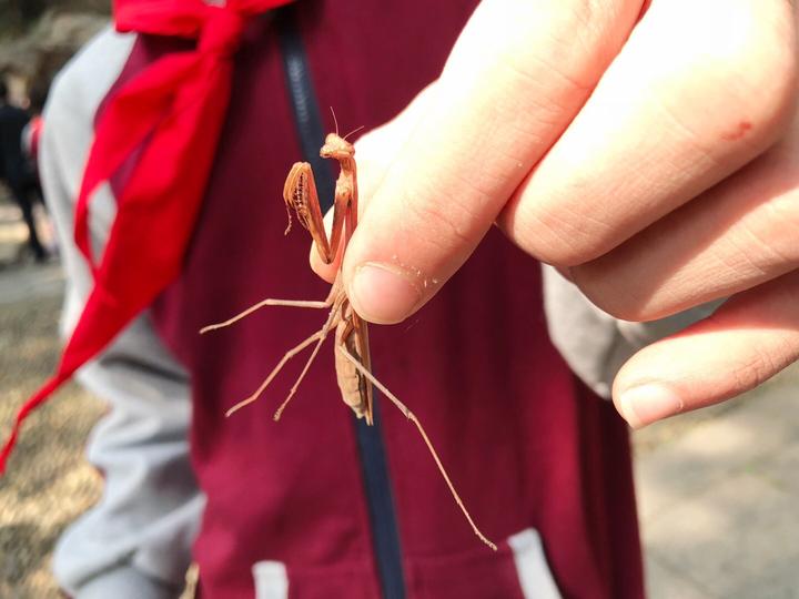 班级秋游,一个男生好好地给老师上了一课|螳螂|昆虫|蜈蚣_新浪网