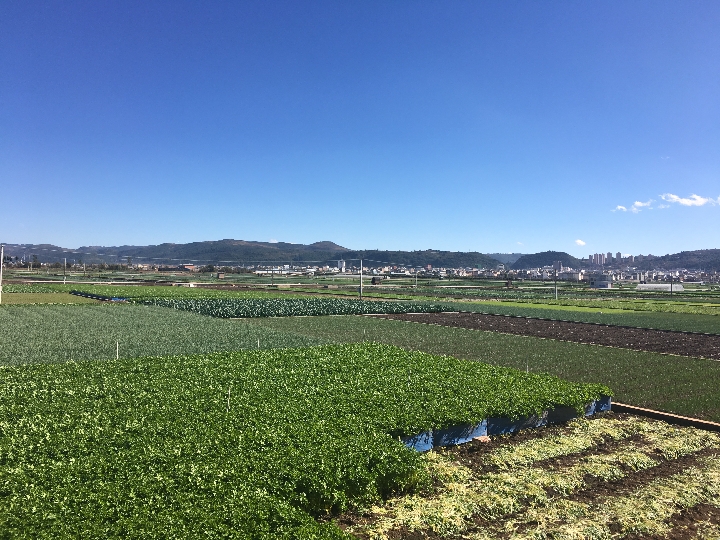 通海县蔬菜基地.