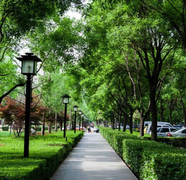 扮靓西安一树当先关于西安行道树这些你都知道吗