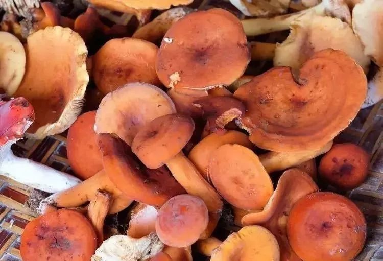 忘了ta,来楚雄,我捡菌子养你.