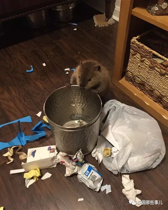 奶音海狸justin beaver强行要在家里修水坝…萌得没一点办法