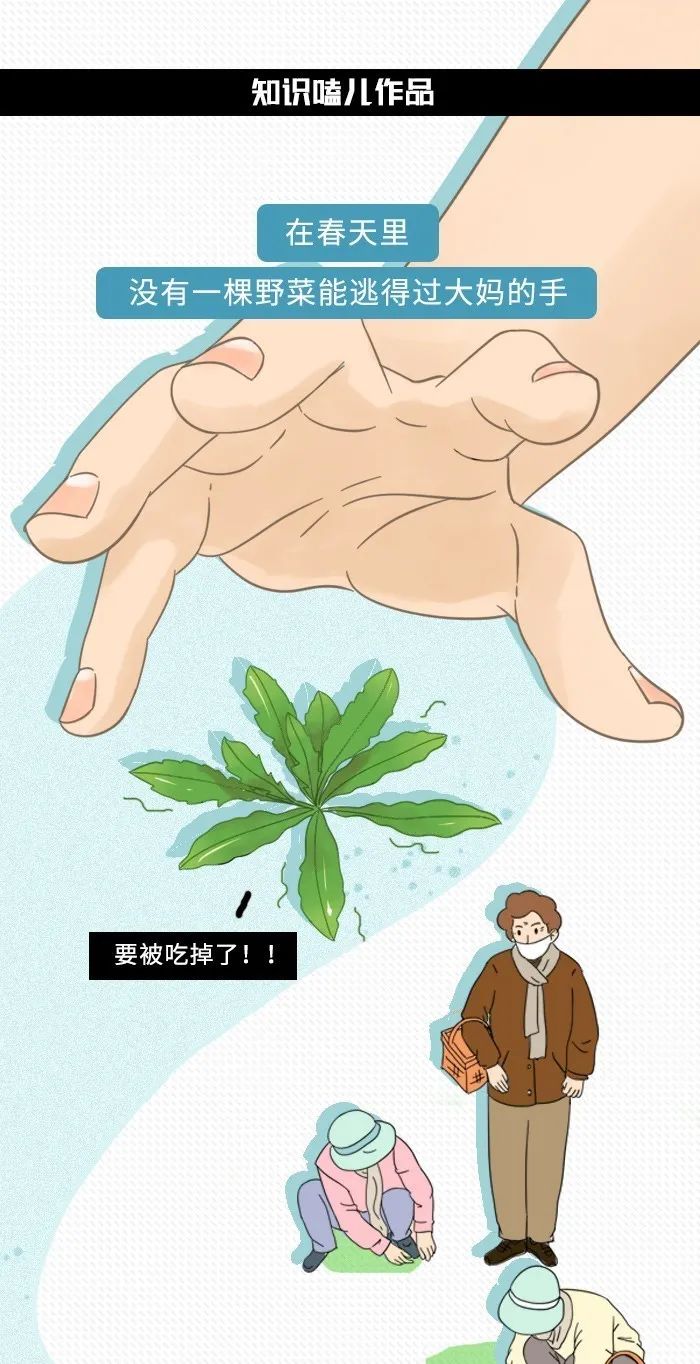 春天吃野菜图鉴