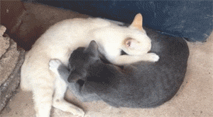 网友表示家里的两只猫经常互相踩奶就是姿势有点怪啧啧