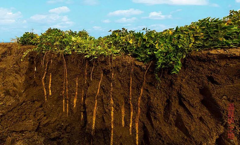 十娃九胃病秋冬滋补当然是垆土铁棍山药我们亲赴田间挖山药