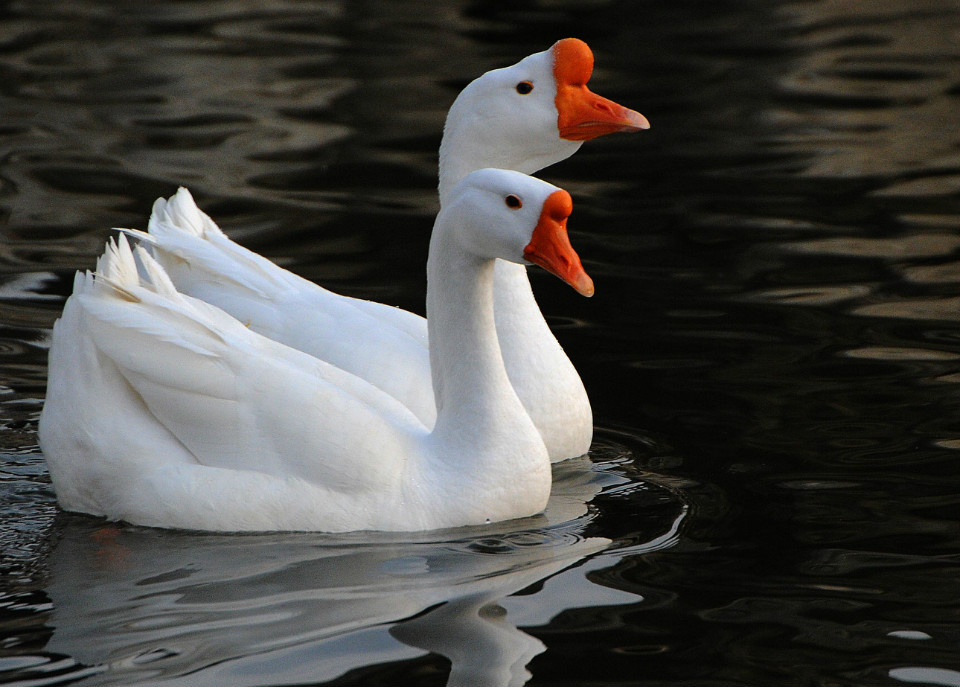 农民养白鹅,每只可纯获利140元