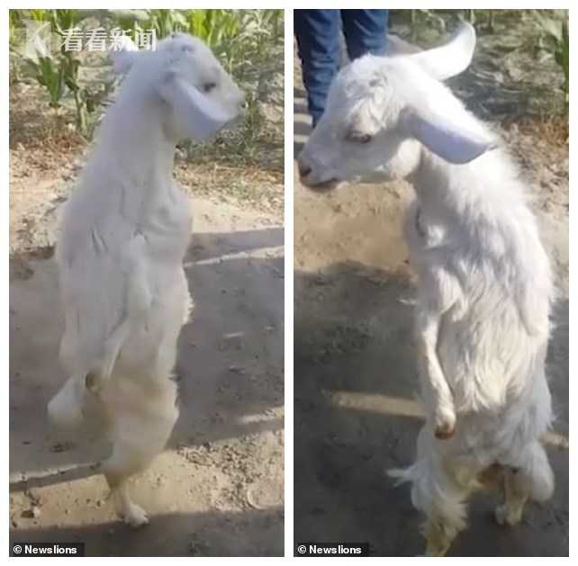 可怜小羊生下来前肢瘫痪 自强不息练就直立行走四方村民来拜