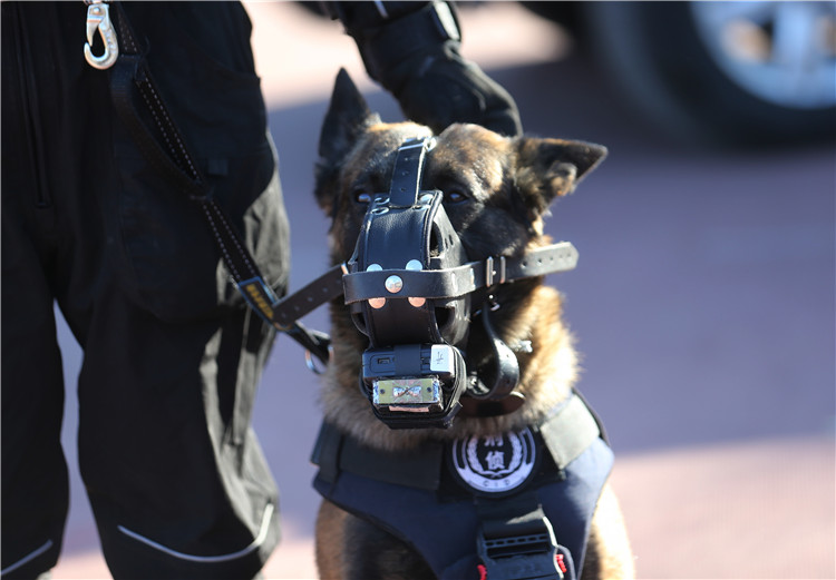 如虎添翼当警犬带上装备