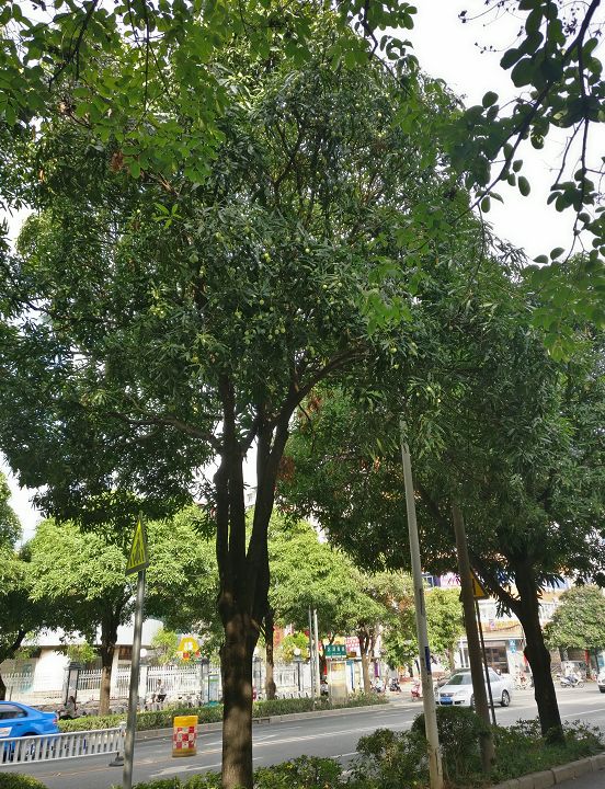 注意南宁路边的芒果树结的不是芒果千万别动吃了后果很严重