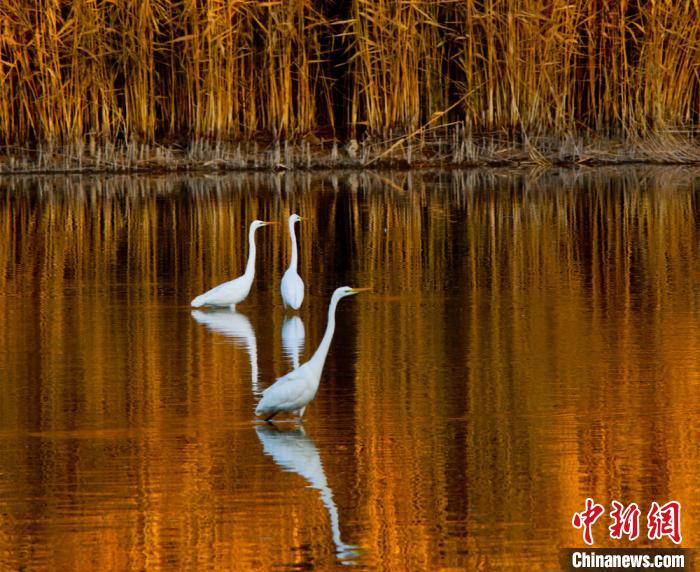 芦苇湿地中,白鹭,天鹅等各类候鸟嬉戏,黑河