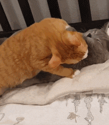 这只猫看到背后的两只猫正在非常热烈的亲热,它竟选择这么做.