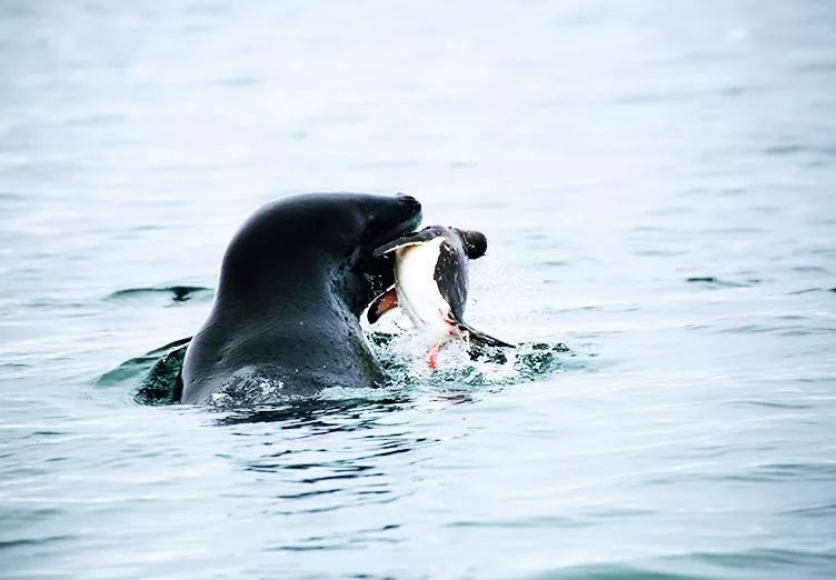 少年科学粉 | 南极形象大使"企鹅"的天敌居然是它!