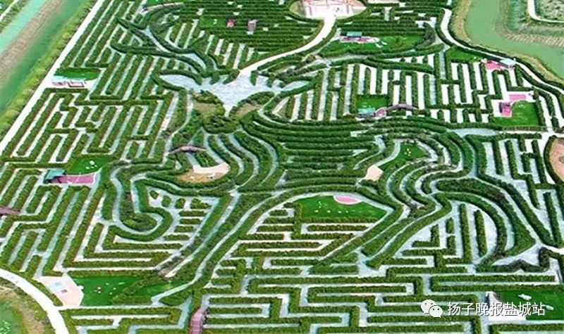 盐城"一片林"植出全球最大植物迷宫