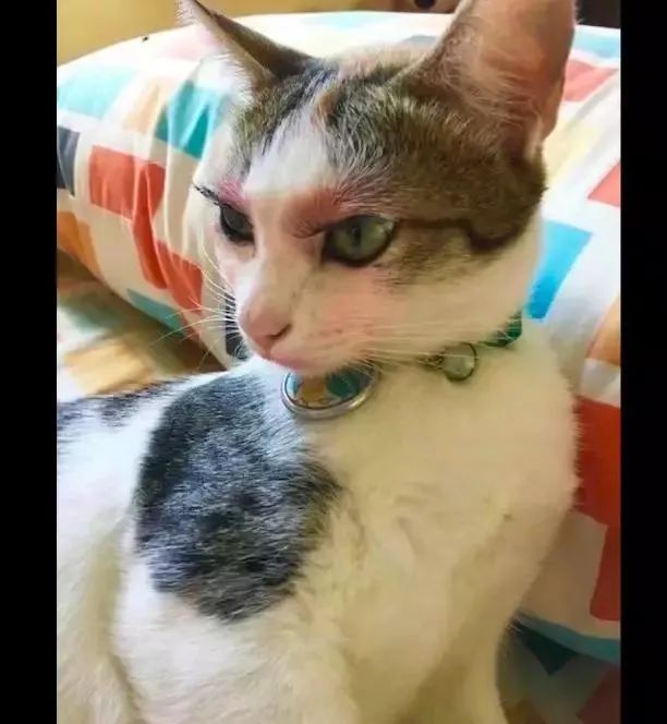 wtf? 给猫化妆,长得太帅,冲动表白……这些都可能导致你被遣返回国!