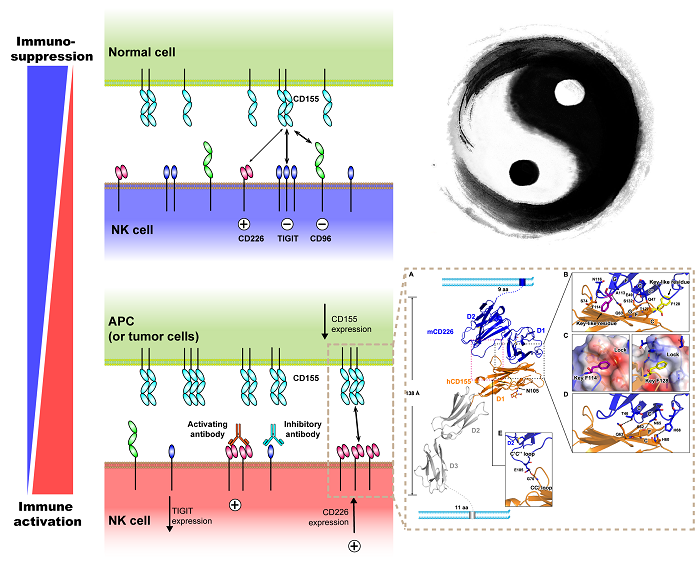 Dnam NK细胞激活型受体分子DNAM-1及其与配体的互作机制研究获进展|高福|受体|微生物_新浪新闻