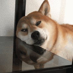240_238gif 动态图 动图