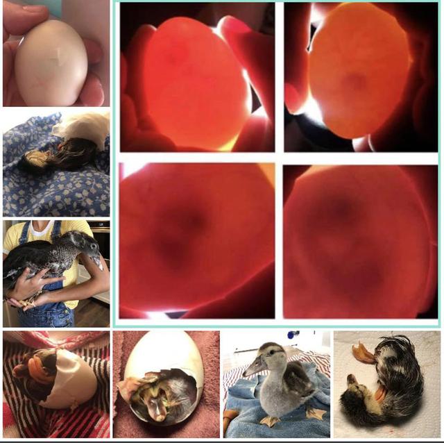 鸭蛋孵化28天照蛋图图片