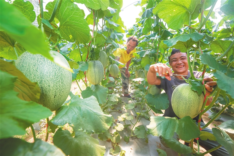 东方四更镇:"沙地哈密瓜"促农增收