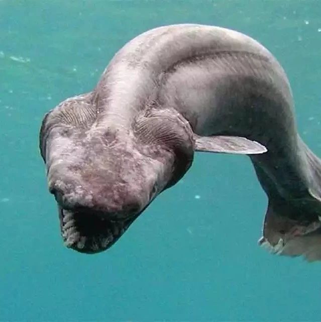 话说这种鲨鱼叫做陆地鲨,很适合当宠物!赶紧买