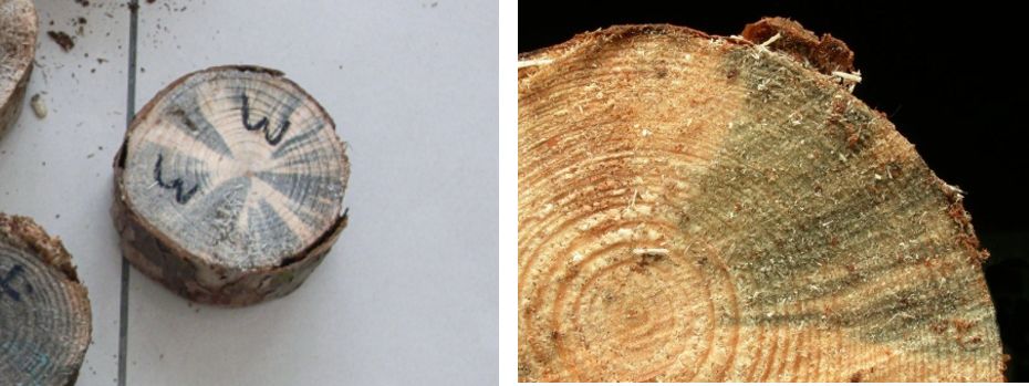 死于松材线虫的松树纵切面,已有蓝变真菌滋生 | 南京农业大学植物线虫