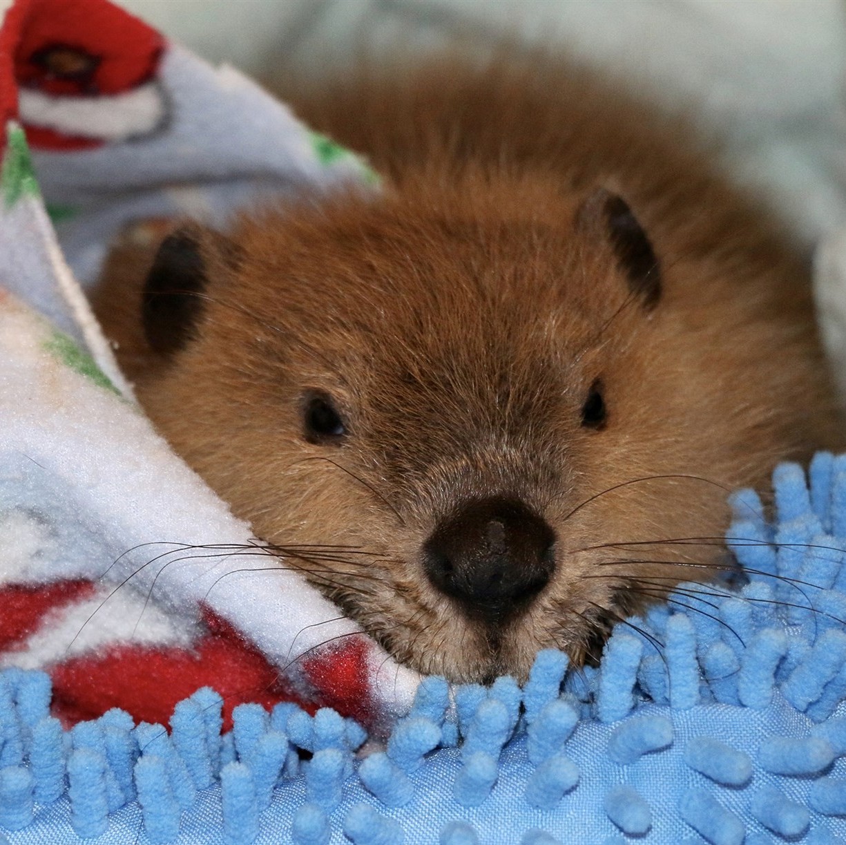 奶音海狸justin beaver强行要在家里修水坝…萌得没一点办法