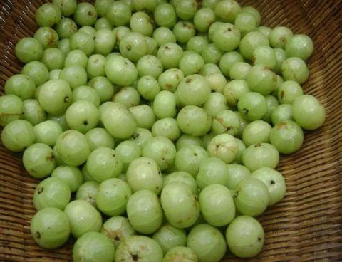 农村漫山遍野的绿色果子体型小但食疗效果却很好你们吃过吗