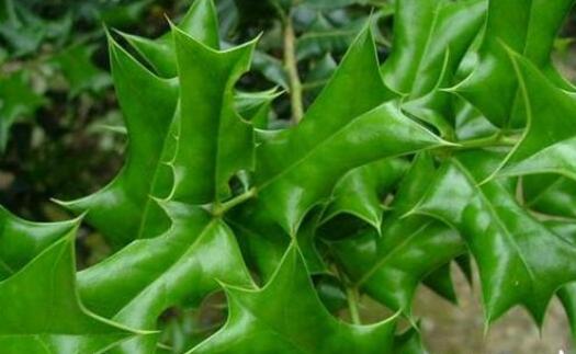 农村招人恨的这种树 鸟都不敢碰它 却曾是有钱人的宠儿|猫儿|宠儿|有