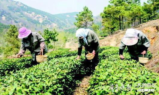 不光出省还要出圈!山东茶提档升级打品牌,新茶商有新玩法