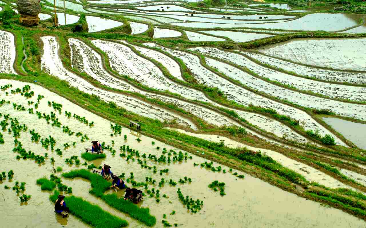 秧田里的春歌|秧田|洪塘营|道县_新浪网