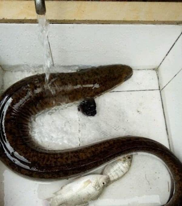 小伙珠江钓获"大蛇",叫价5千元,网友:敢卖就吃牢饭|珠江|鳗鱼|花鳗鲡