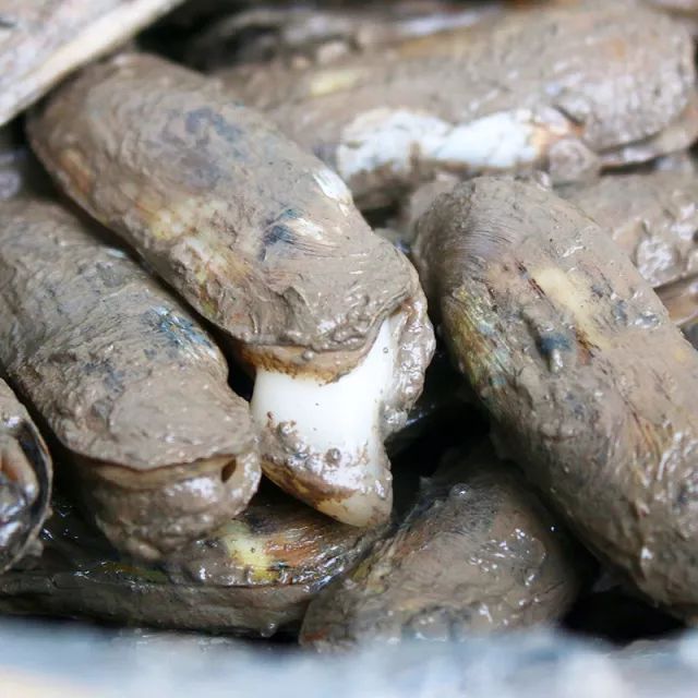 【挑好货】三十年百里洋涂,只为坚守那片美人蛏