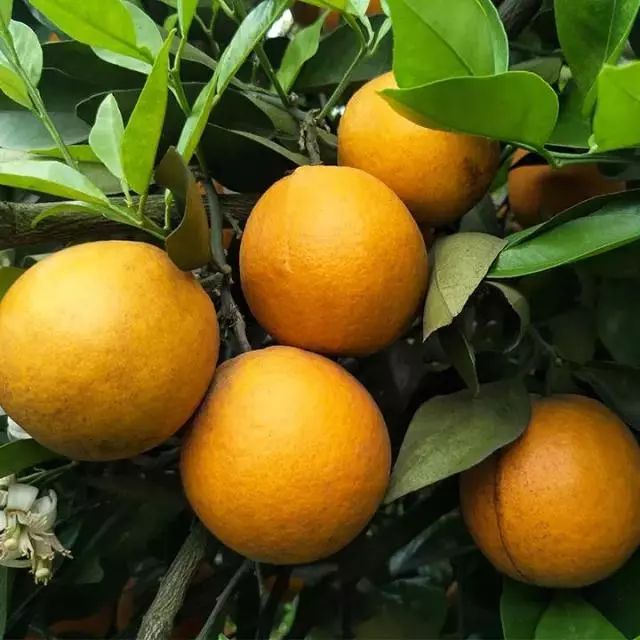 暖心助农|广西荔浦夏橙4.6斤仅卖36.8元!饱嫩多汁,老少皆宜