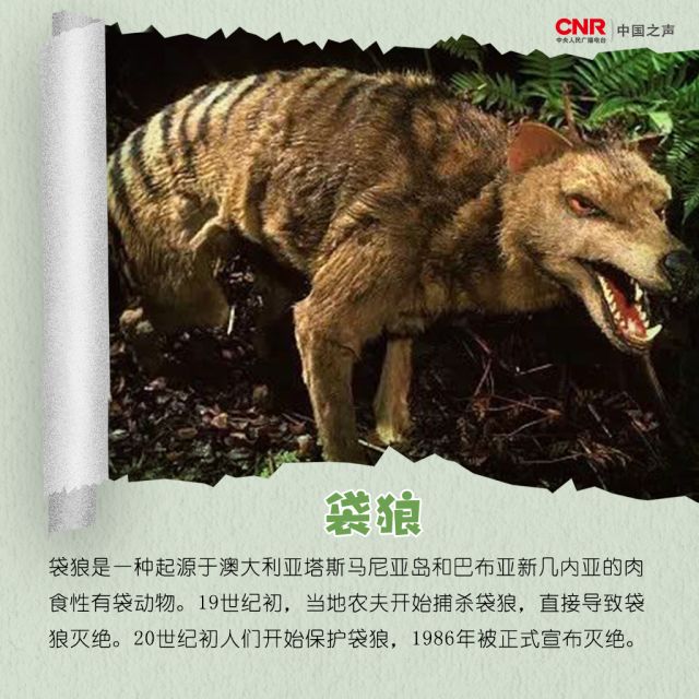 灭绝|人类|动物种类_新浪新闻