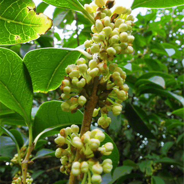 长沙今秋第一缕桂花香已飘出这份赏桂地图提前收好