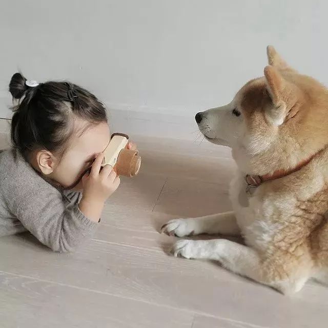 妹妹|我爱你|柴犬_新浪新闻