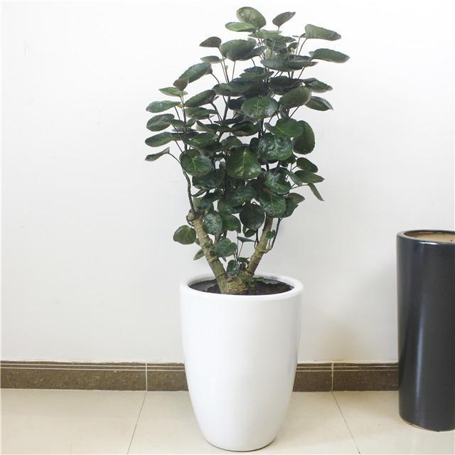 家里养3种大型盆栽,叶片巴掌大,绿叶寓意好,摆在客厅正适合|福禄桐