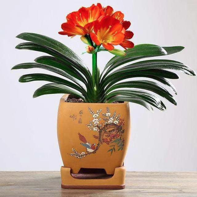 君子兰就是个"小酒鬼",平日多来点啤酒水,不用施肥蹭蹭冒新枝