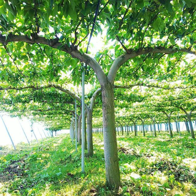 如何用4年时间建好一个双主枝水平棚架梨园?