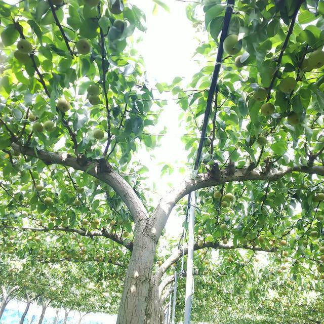 如何用4年时间建好一个双主枝水平棚架梨园?