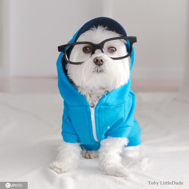 小动物防寒保暖穿冬装当"时髦精"